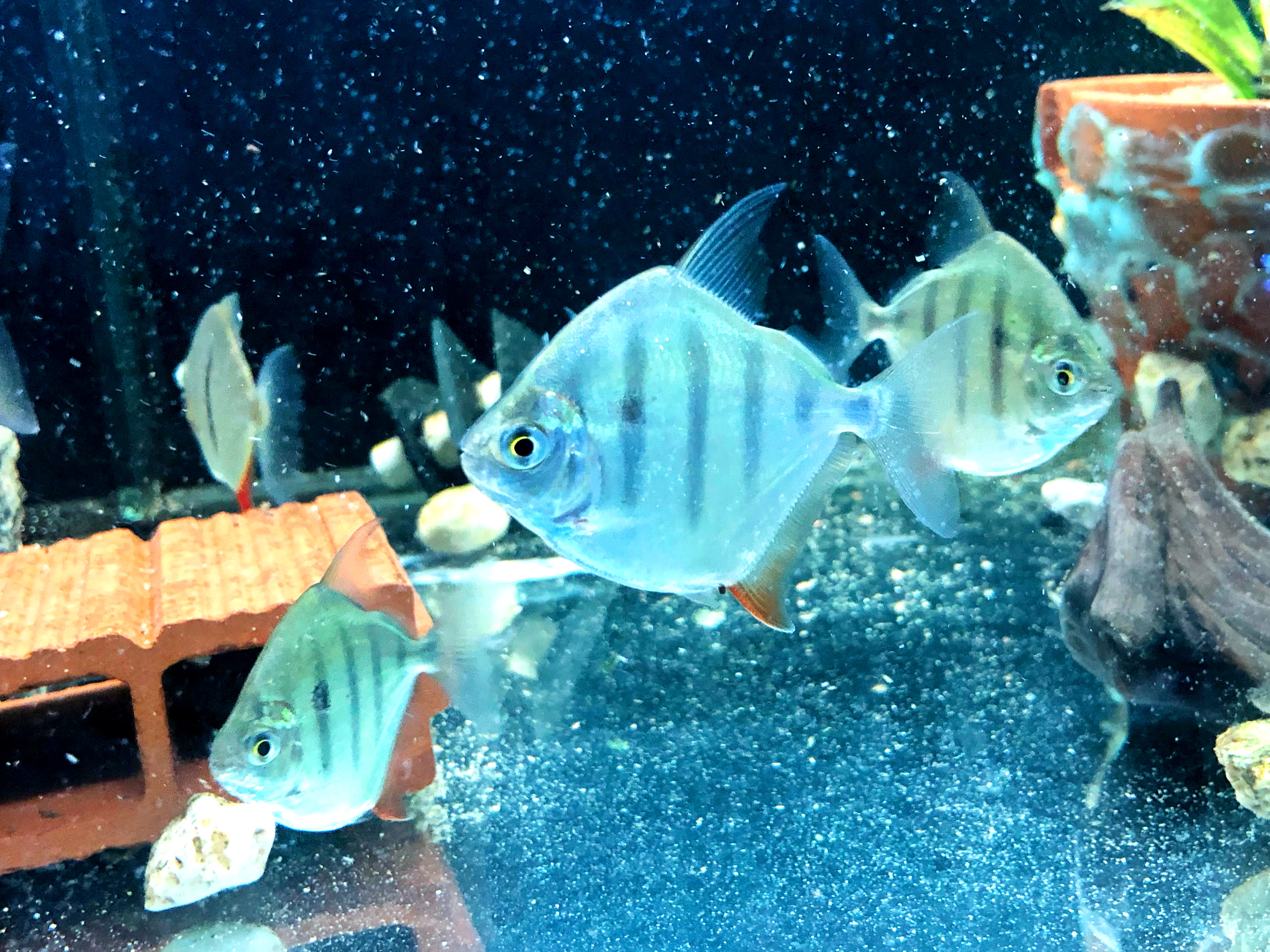 Gestreifter Scheibensalmler  Metynnis fasciatus