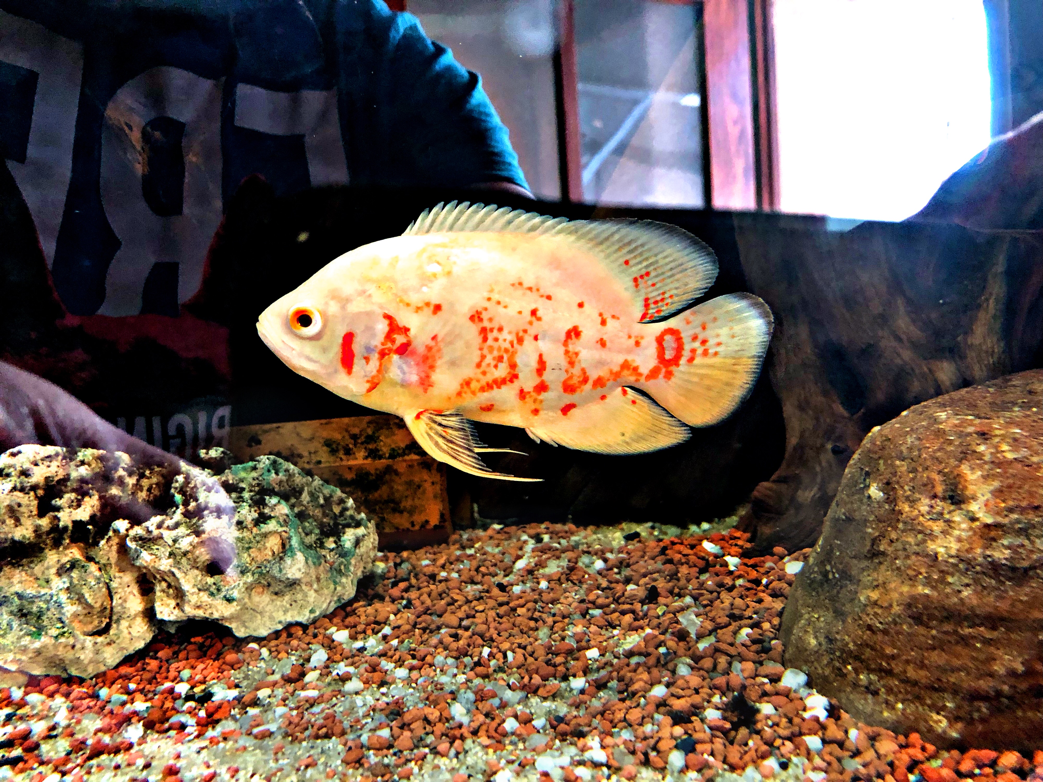 Astronotus Ocellatus albino tiger Pfauenaugenbuntbarsch