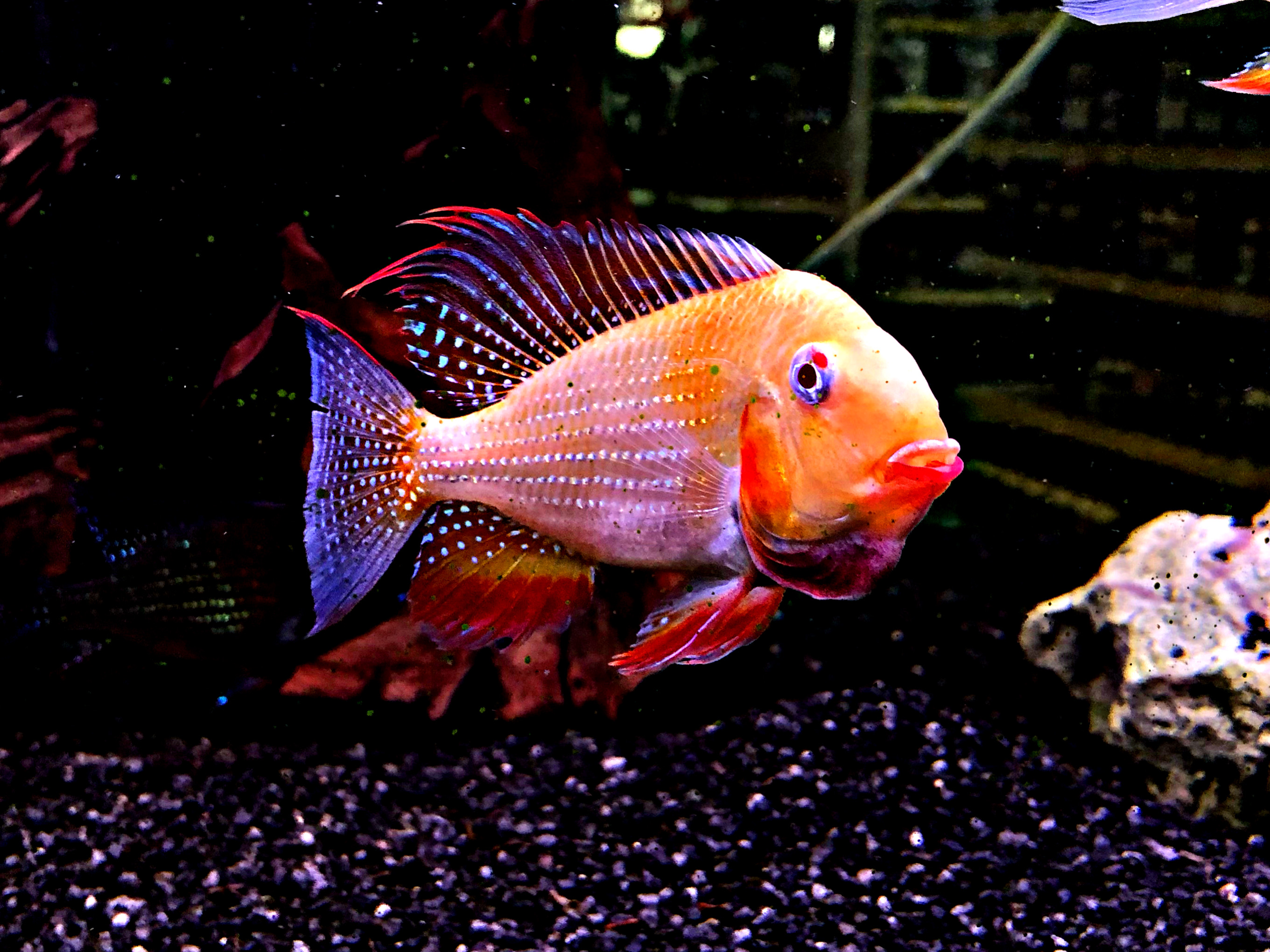 Acarichthys Heckelii Albino Buntbarsch ca 6-7cm