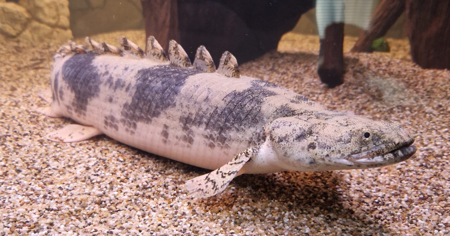 Endlichers Flösselhecht - Polypterus endlicheri - ca 10cm