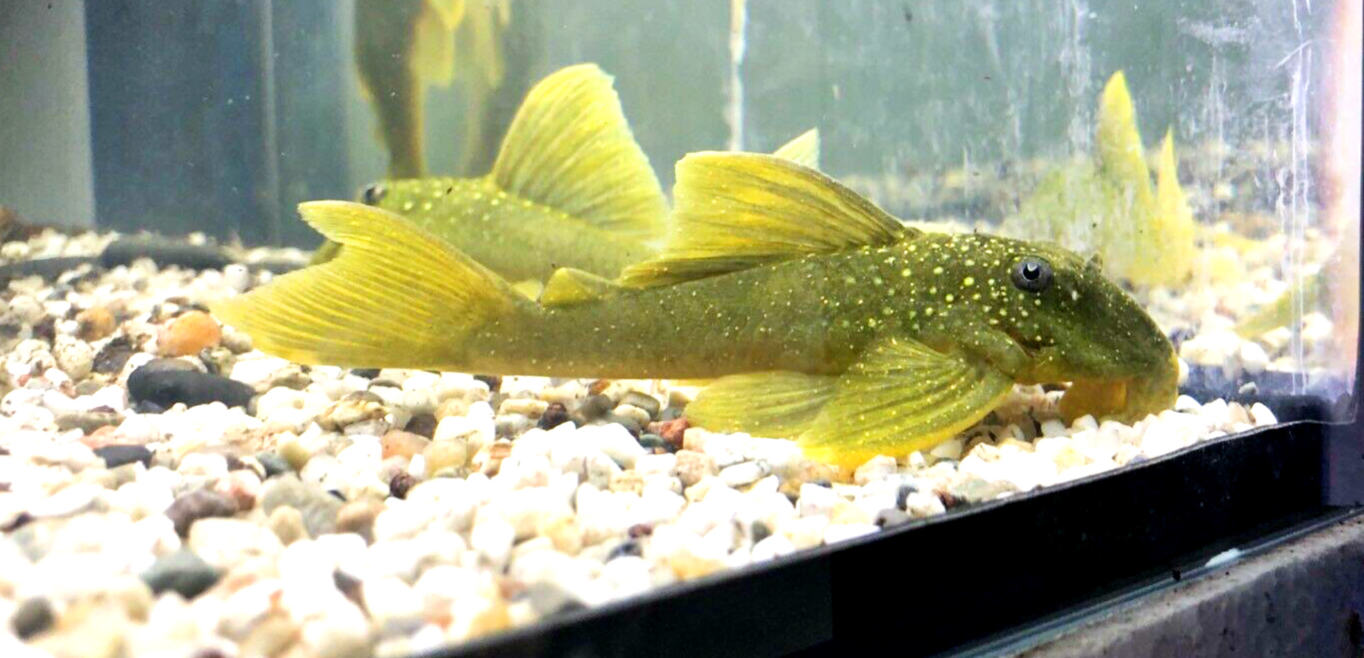 L200 Yellow Phantom Hemiancistrus subviridis