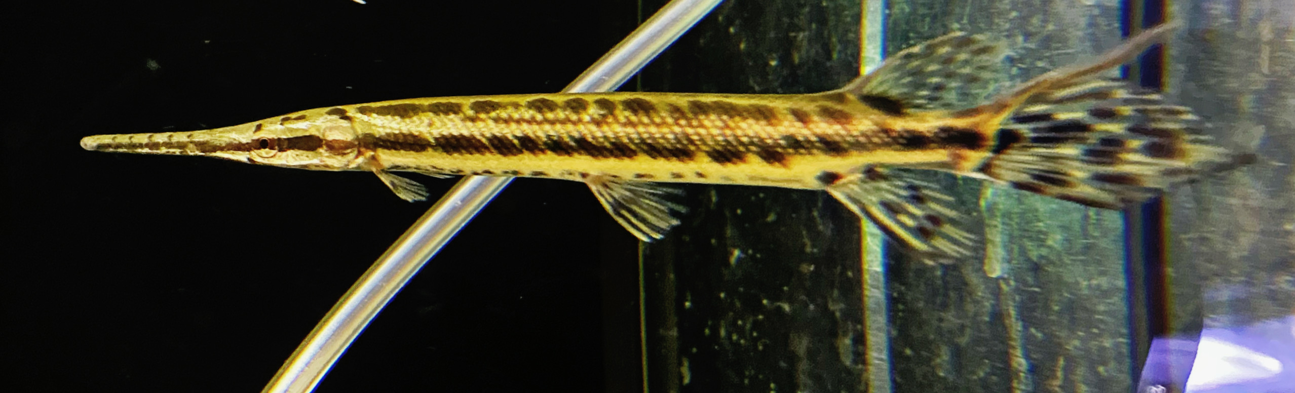 Gefleckter Knochenhecht Lepisosteus oculatus ca 8-10cm