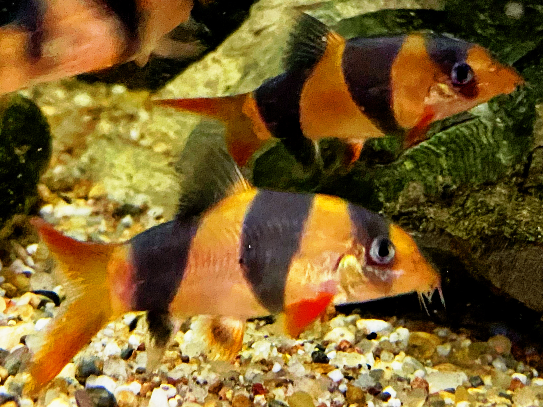 Prachtschmerle  Botia macracantha ca 4-6cm